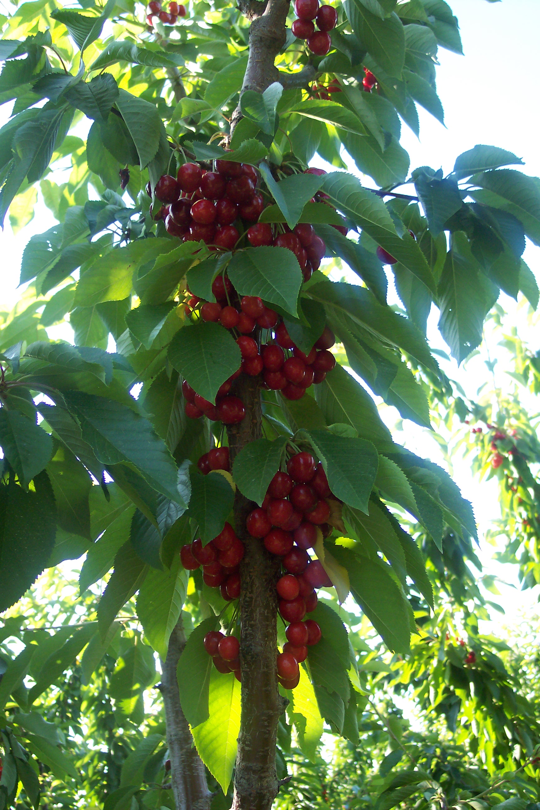 redcherry_0005.jpg